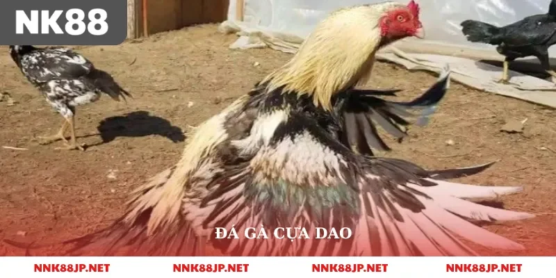 Đá Gà Cựa Dao